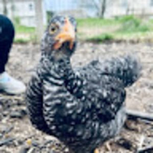 Meet your Posher, Ashley